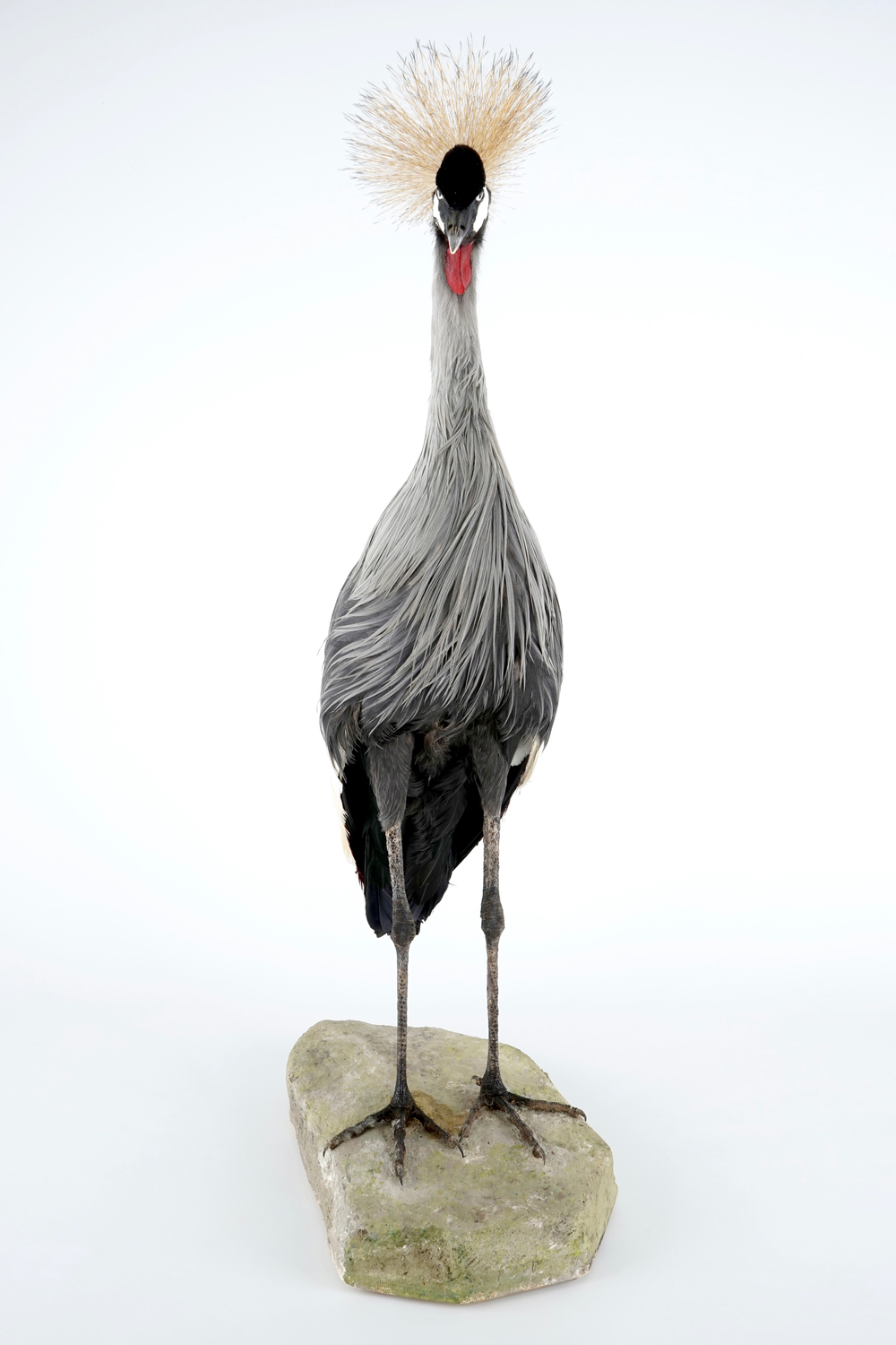 A grey crowned crane, presented standing on a ground, modern taxidermy
