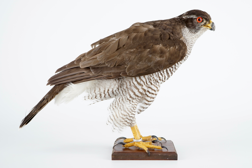 A female hawk on a wooden base, taxidermy, late 20th C.