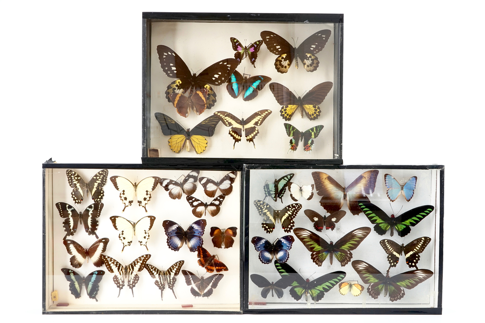 A set of three boxes with taxidermy butterflies, 1st half 20th C.