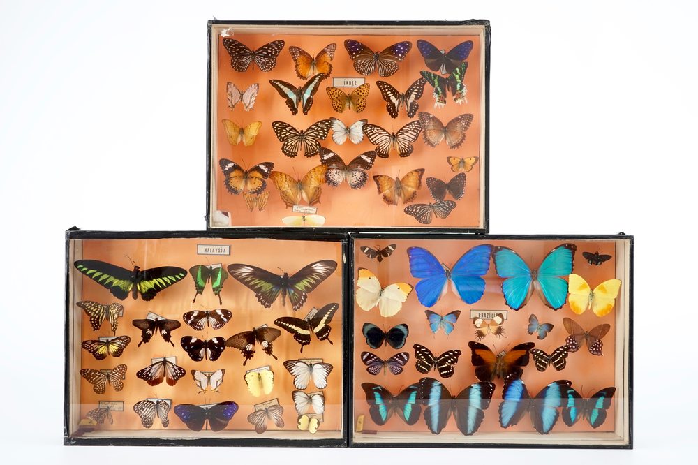 A set of three boxes with taxidermy butterflies, 1st half 20th C.