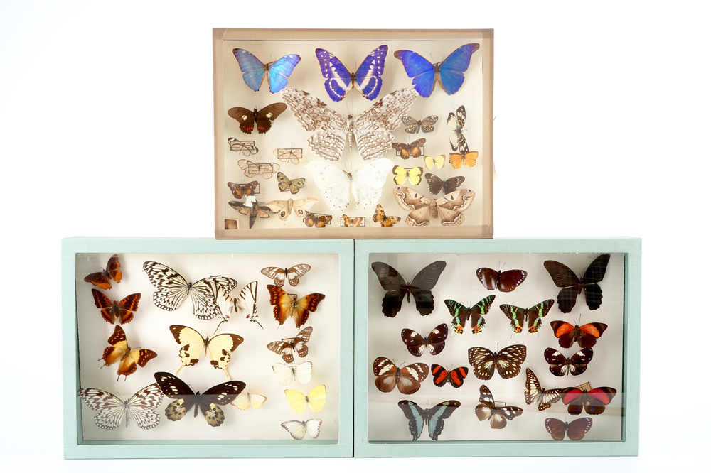 A set of three boxes with taxidermy butterflies, 1st half 20th C.