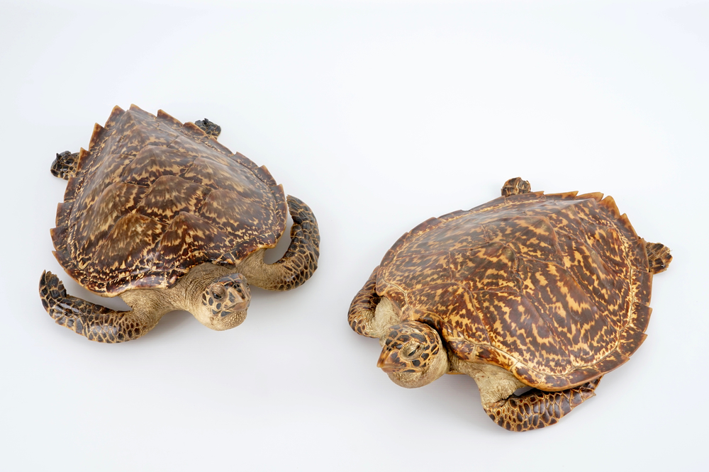 Een paar zeeschildpadden, taxidermie, begin 20e eeuw