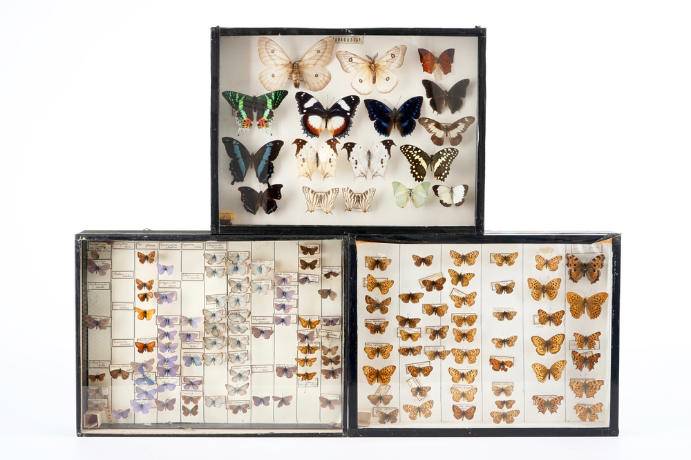 A set of three boxes with taxidermy butterflies, 1st half 20th C.