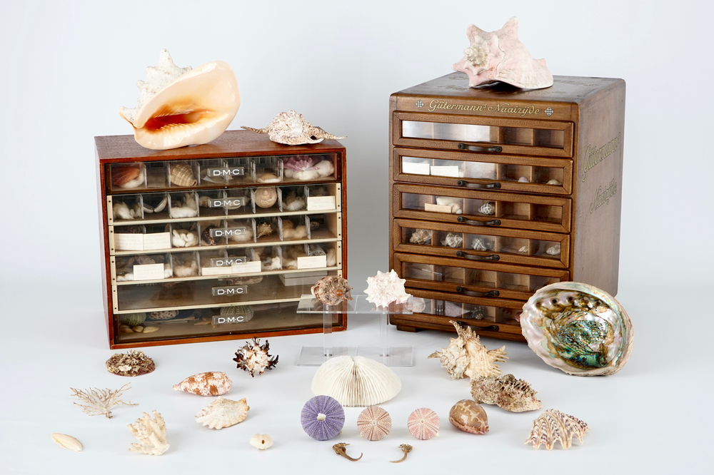Een fraaie collectie schelpen en zeevondsten in twee ladenkastjes