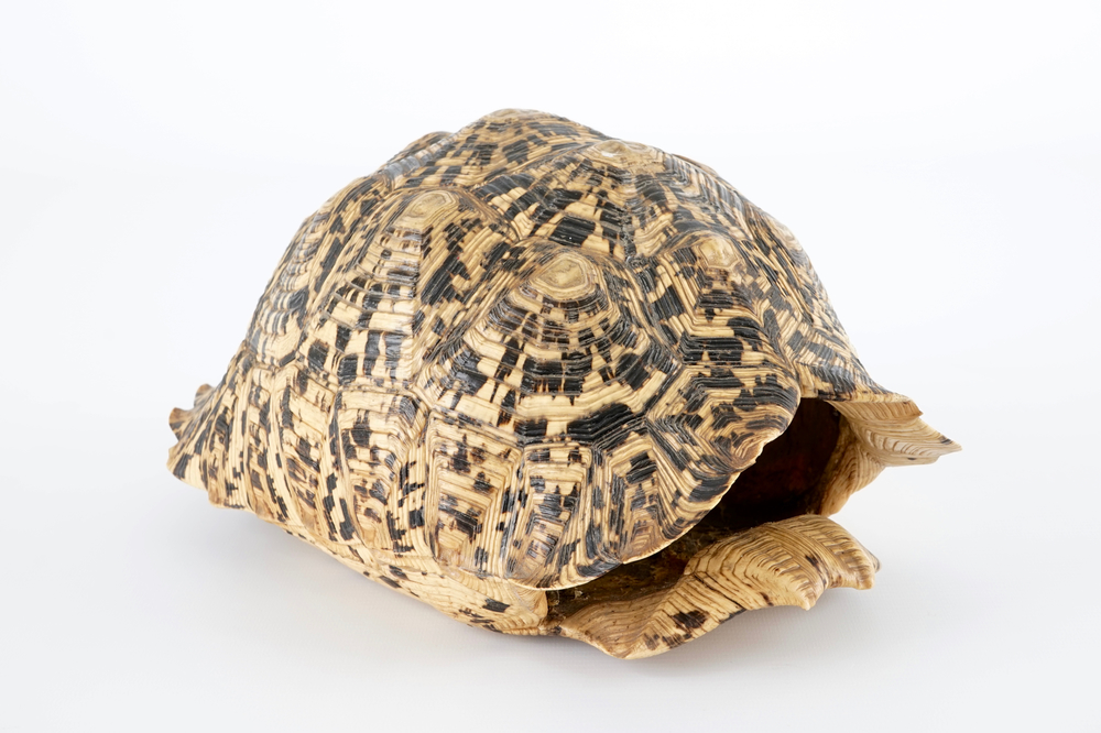 Een schild van een panter- of luipaardschildpad, Centraal-Afrika