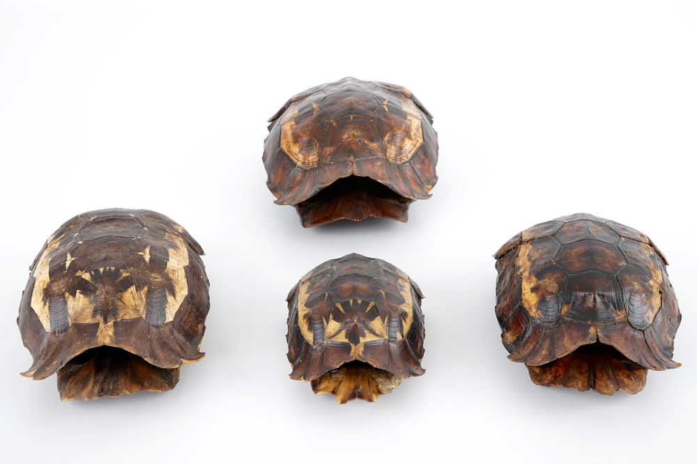 A set of 4 shields of hingeback tortoise, early 20th C.