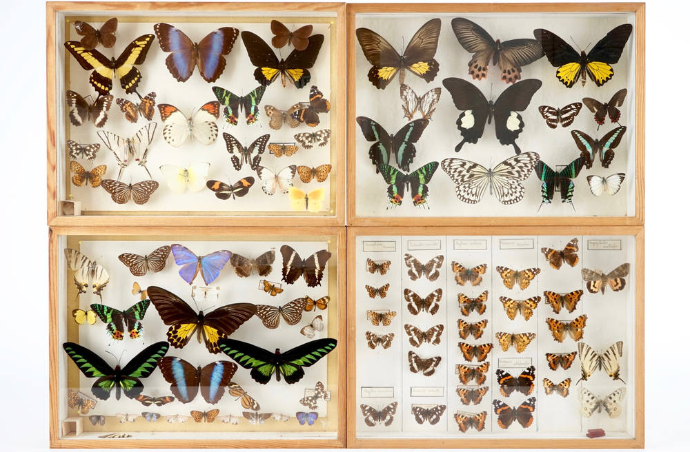 A set of four boxes with taxidermy butterflies, 1st half 20th C.