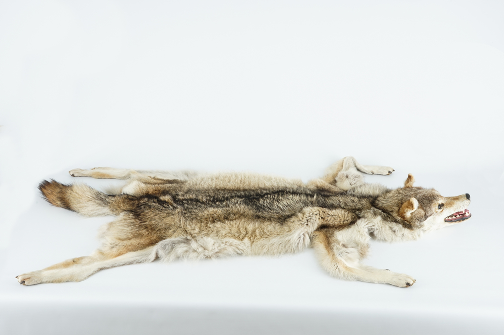 A taxidermy grey wolf skin rug, 2nd half 20th C.