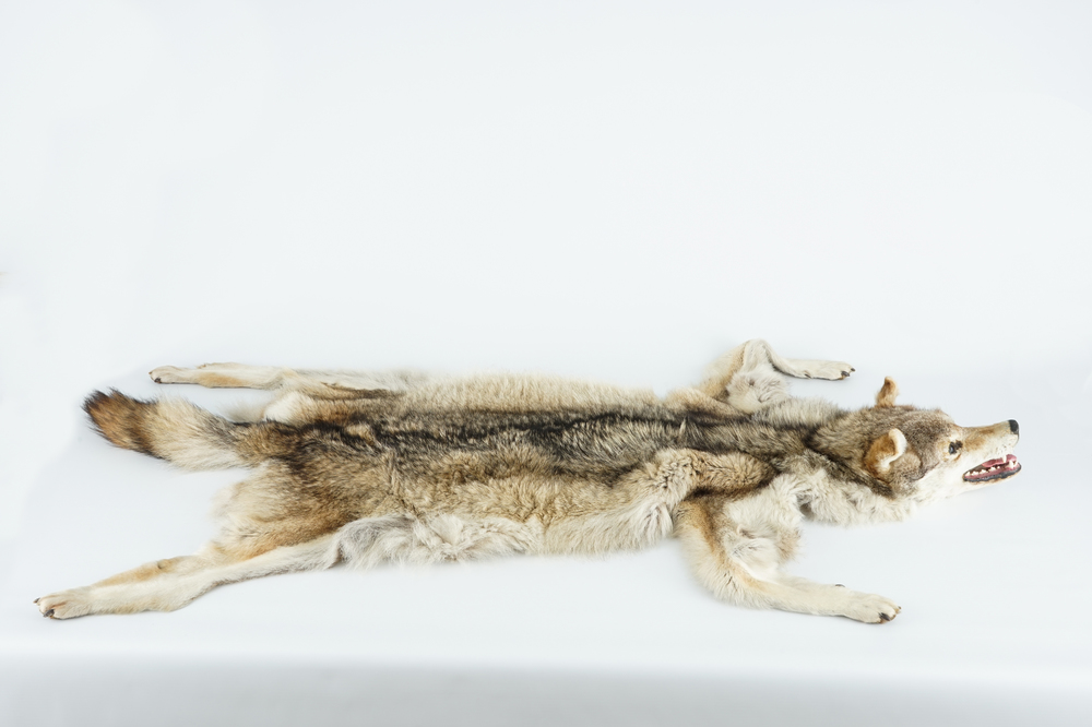 Un loup gris pr&eacute;par&eacute; comme tapis, taxidermie, 2&egrave;me moiti&eacute; du 20&egrave;me