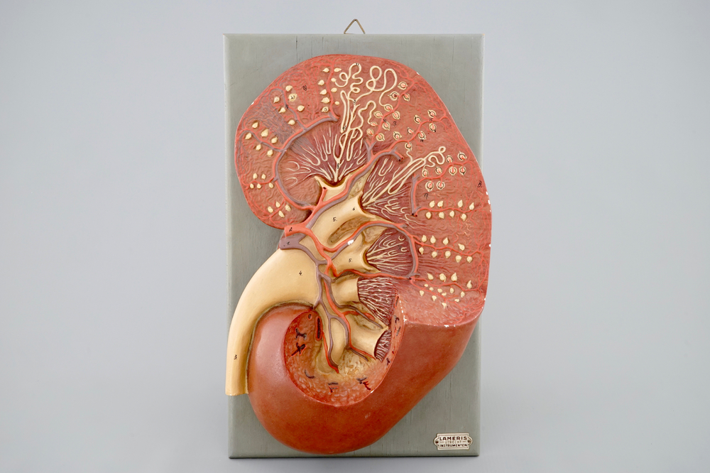 An anatomical model of a human kidney, mid 20th C;