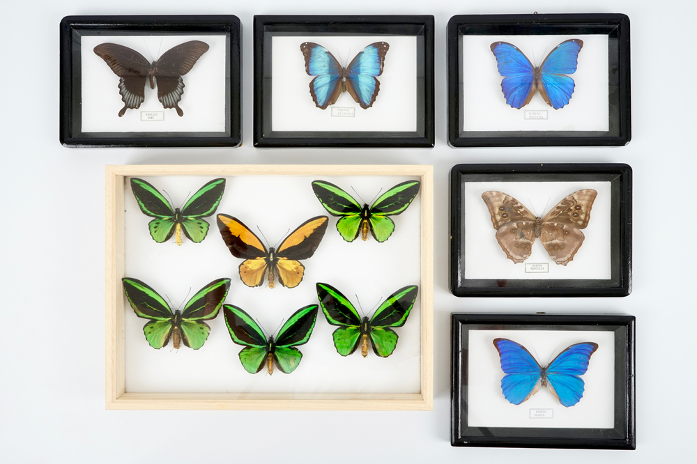 Een kleine collectie kleurrijke exotische vlinders