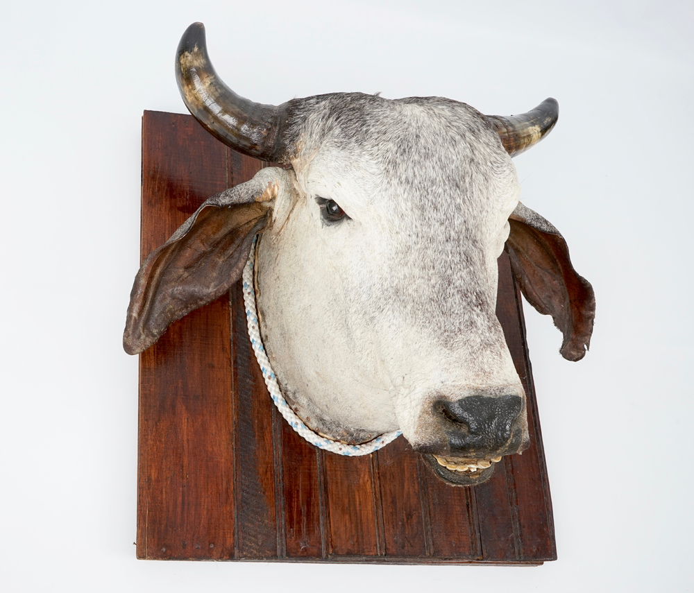 A head of a Brahman cow, modern taxidermy