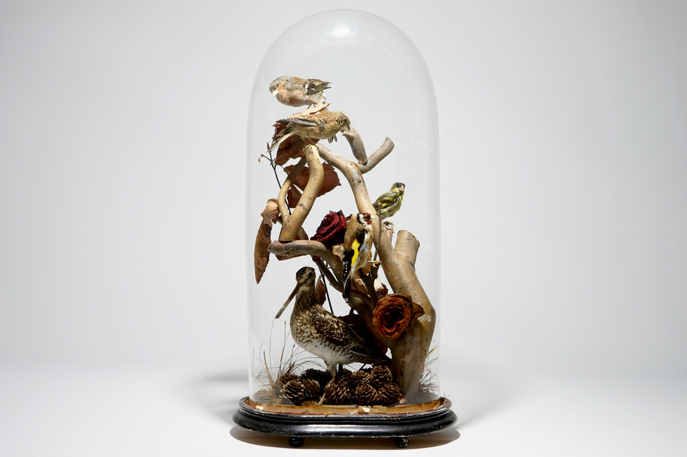 Birds on a branch, presented under glass dome, taxidermy, early 20th C.