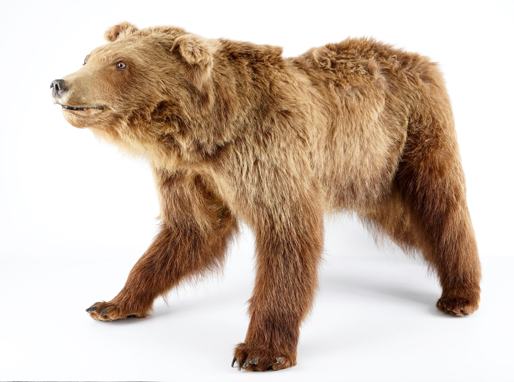 Un ours brun, pr&eacute;sent&eacute; debout, taxidermie r&eacute;cente