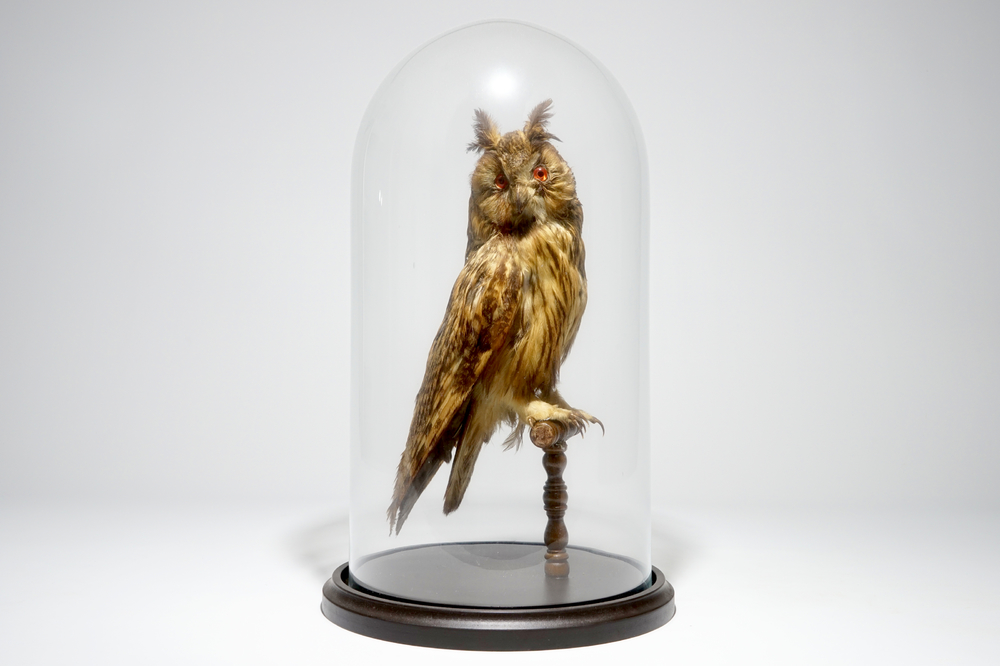 An owl presented in a glass dome, taxidermy, early 20th C.