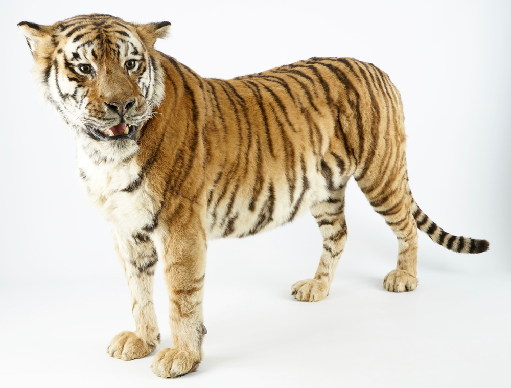 Een Bengaalse tijger, staand gepresenteerd, moderne taxidermie