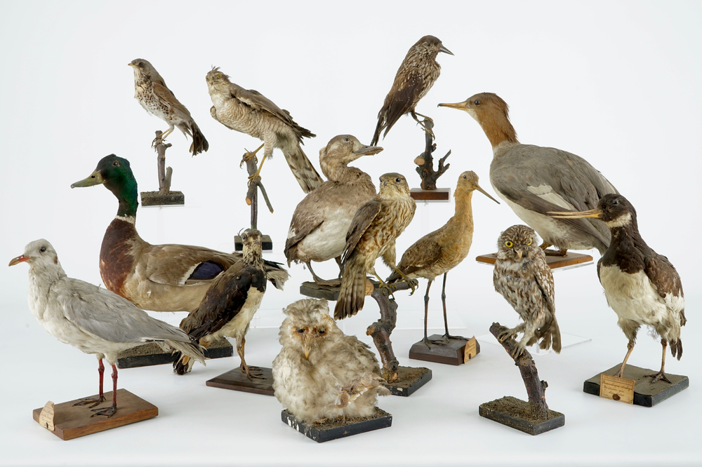 A collection of 13 birds, taxidermy, 19/20th C.