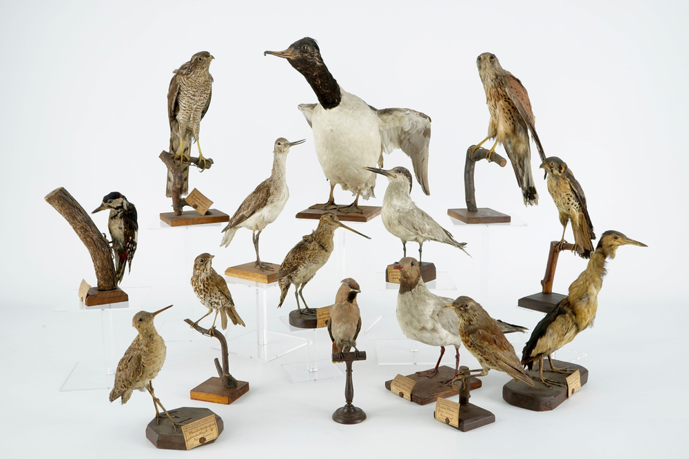 Een lot van 14 vogels, taxidermie, 19/20e eeuw
