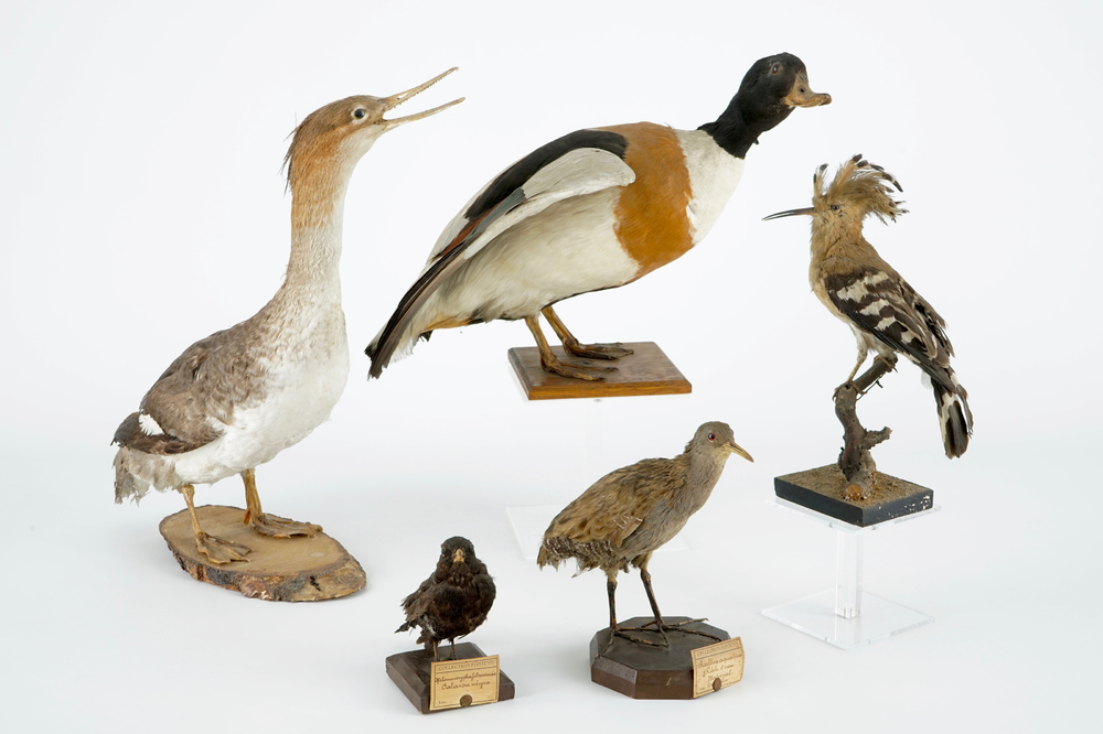 Un lot de 5 oiseaux, taxidermie, 19/20&egrave;me