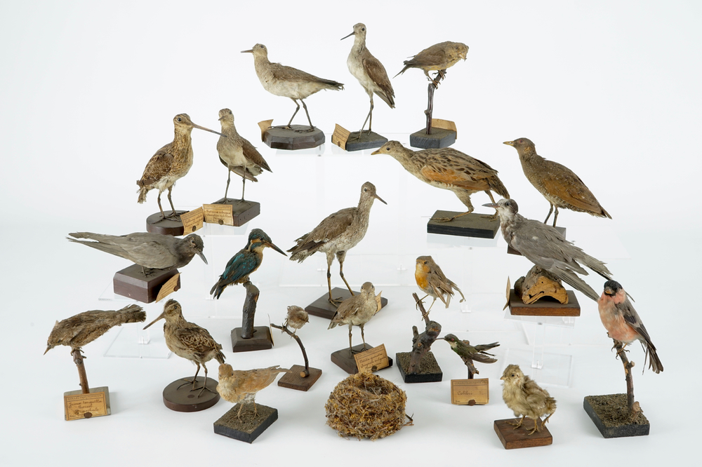 A collection of 20 birds and a nest, taxidermy, 19/20th C.
