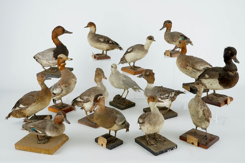 A collection of 15 birds, taxidermy, 19/20th C.