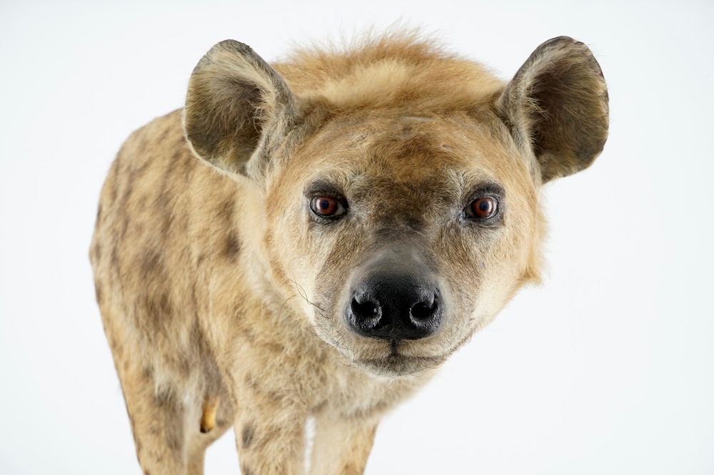 Een hyena, staand gepresenteerd, moderne taxidermie