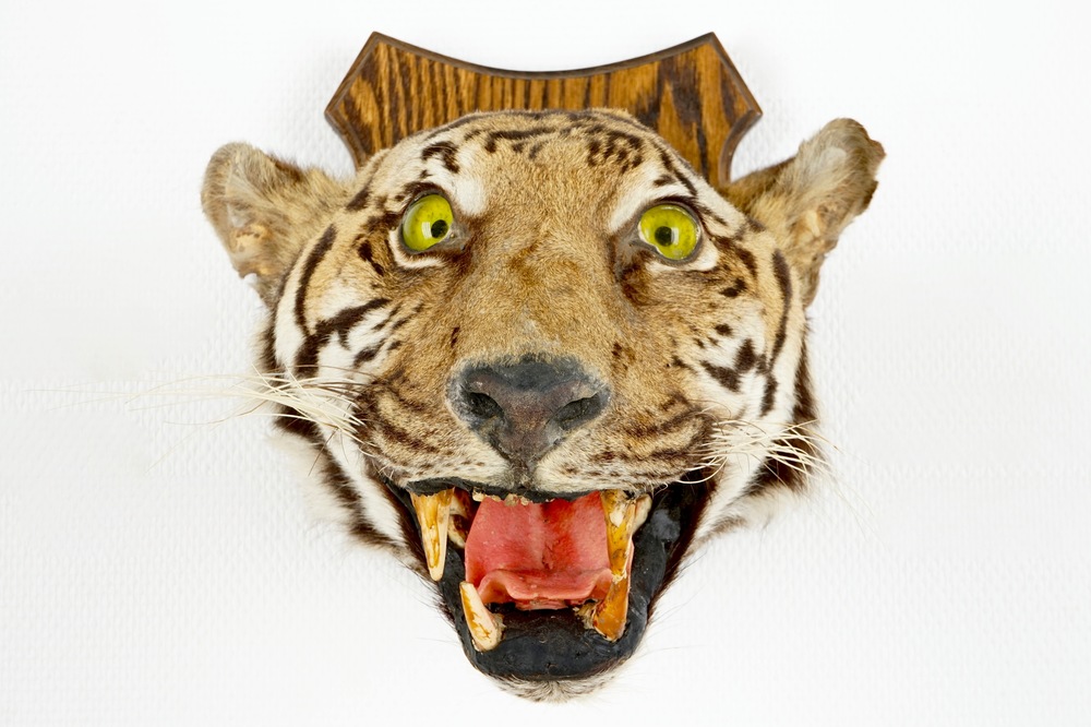 Een kop van een tijger op hout gemonteerd, taxidermie, 1e helft 20e eeuw