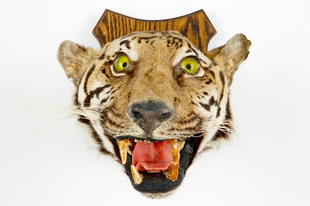 T&ecirc;te de tigre mont&eacute;e sur bois, taxidermie, 1&egrave;re moiti&eacute; du 20&egrave;me