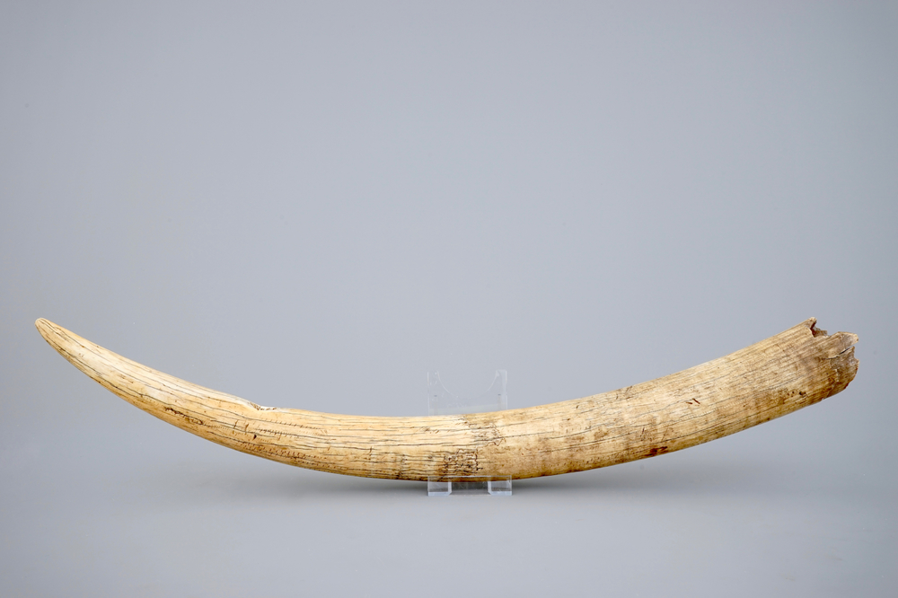 Een Afrikaanse blaashoorn uit ivoor, 1e helft 20e