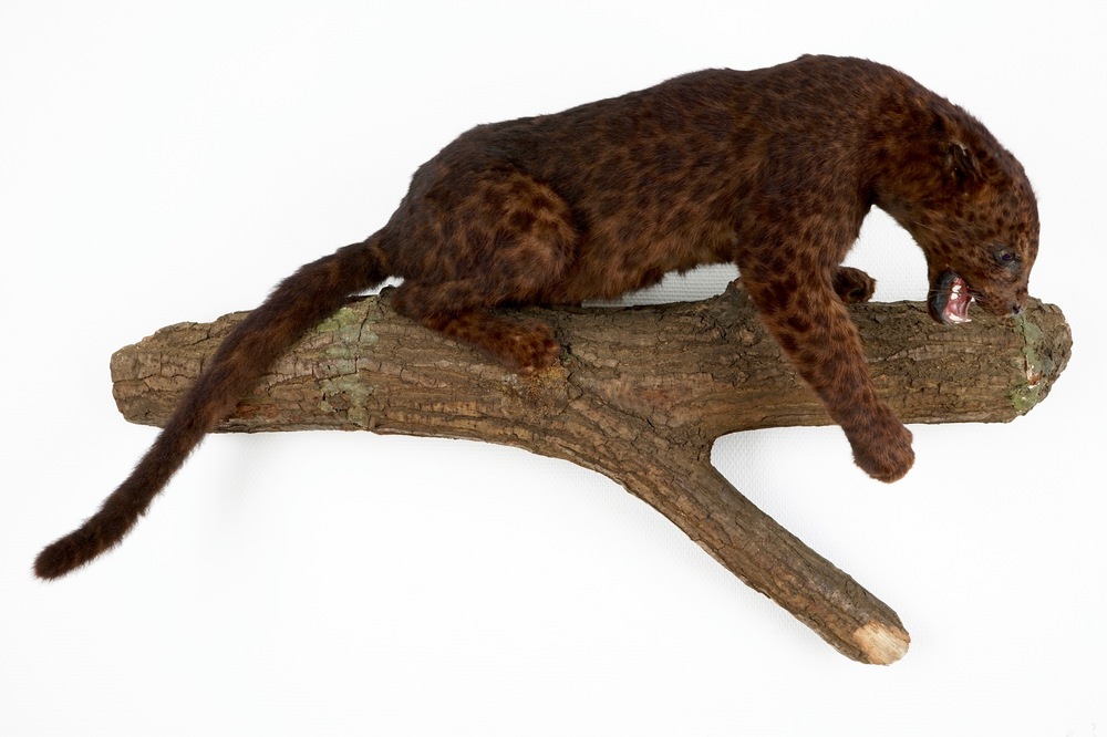A brown-speckled jaguar on a tree trunk, taxidermy, 1980's