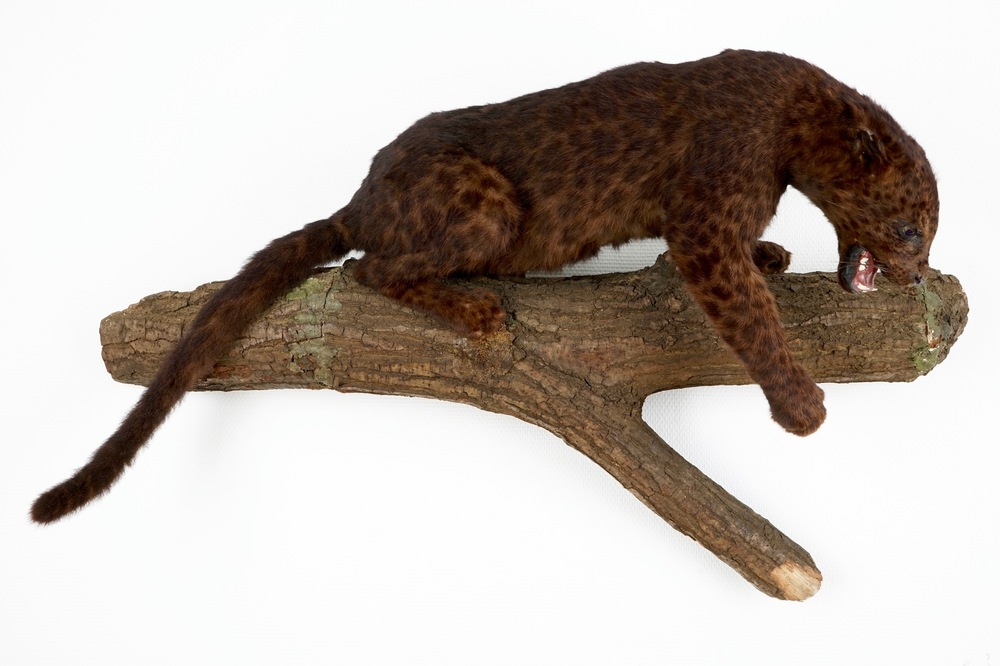 Un jaguar brun sur un tronc d'arbre, taxidermie, ann&eacute;es '80