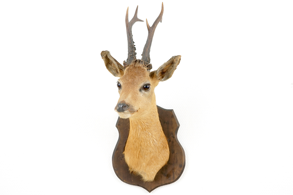 A bust of a roe deer, mounted on wood, taxidermy, late 20th C.