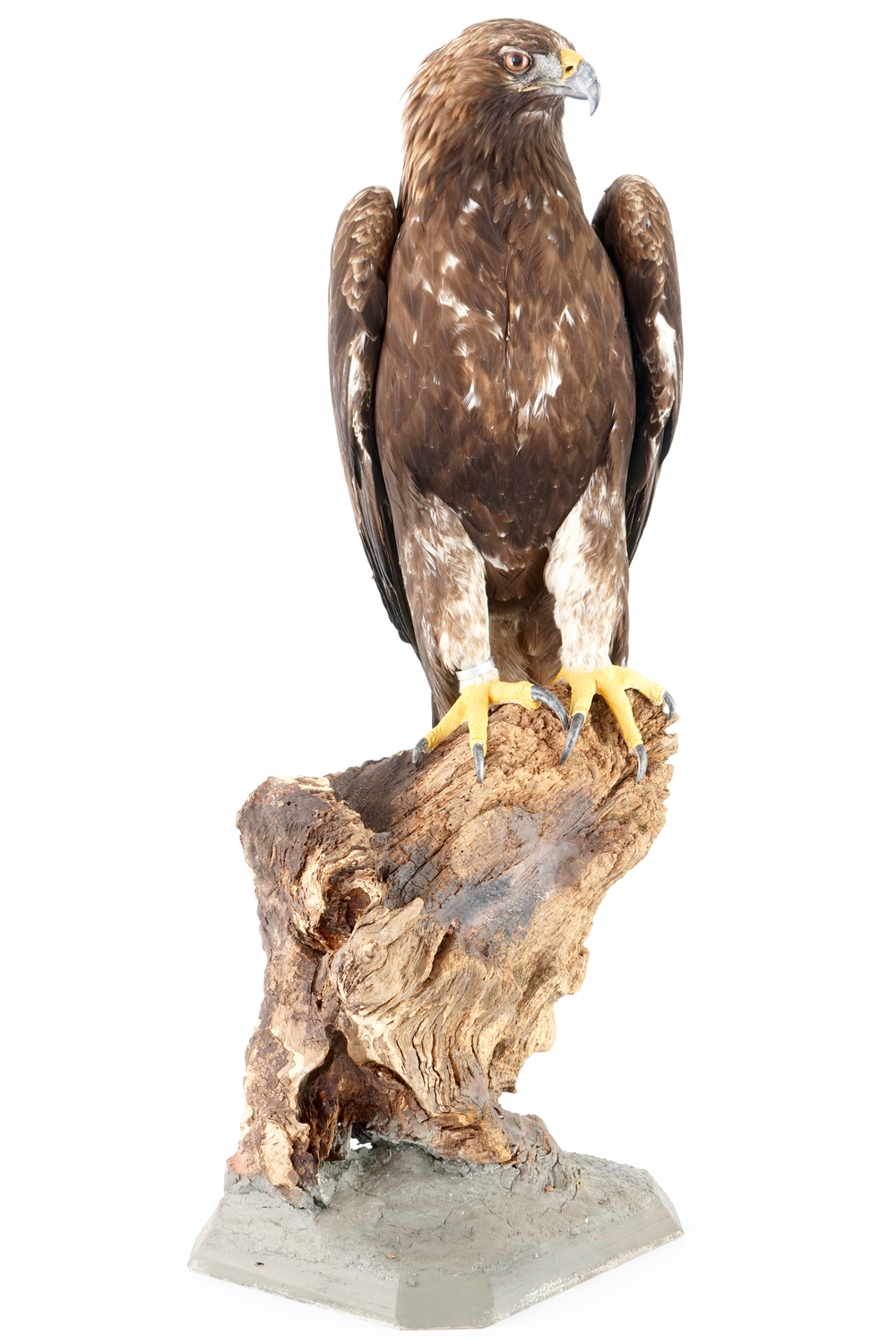 A large female golden eagle, presented standing, modern taxidermy