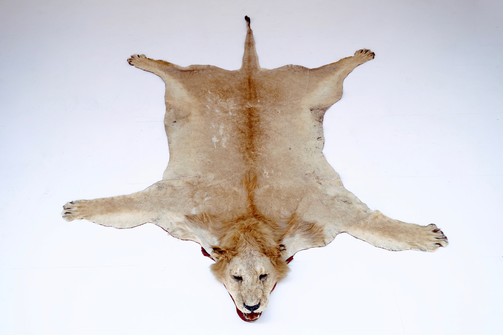 A male lion prepared as a rug, with head