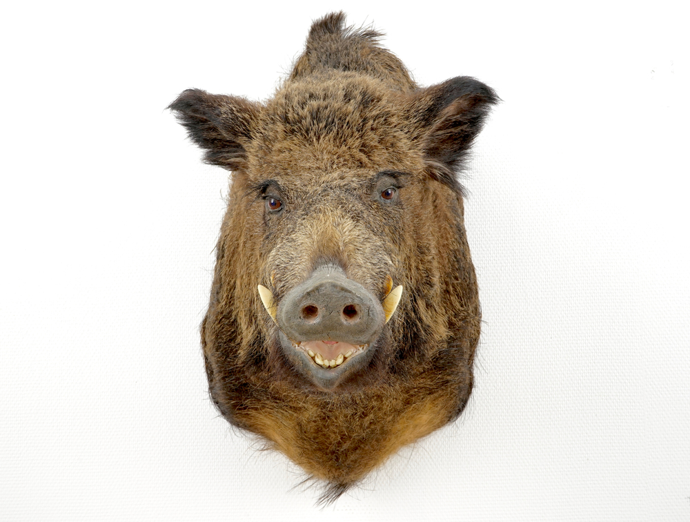 A bust of a wild boar, taxidermy, late 20th C.