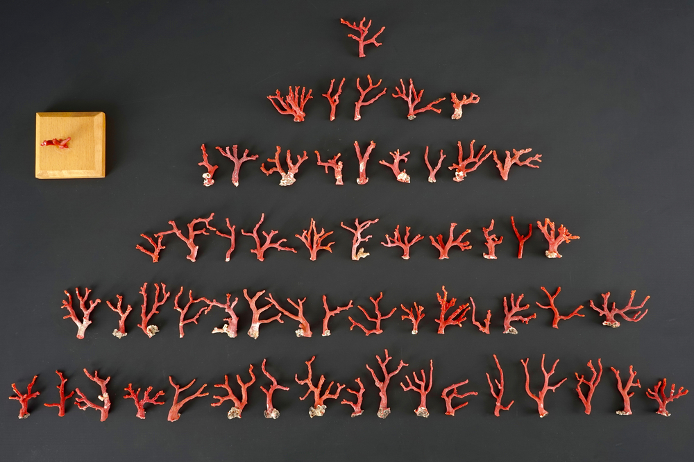 Une collection de branches de corail rouge, r&eacute;gion d'Italie