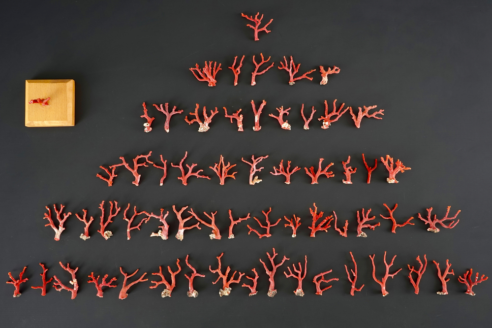 A collection of red coral branches, originating from Italy