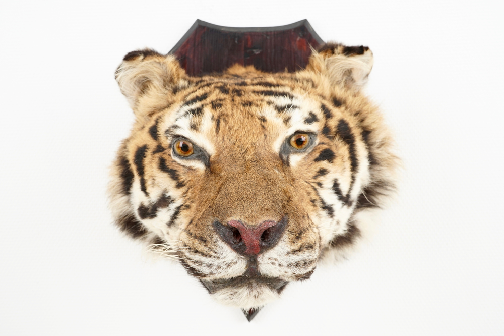 Een kop van een Siberische tijger, taxidermie, 2e helft 20e eeuw