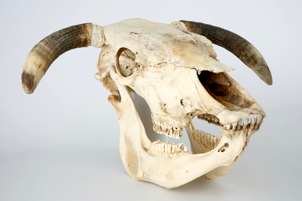 A complete bull's skull, with horns