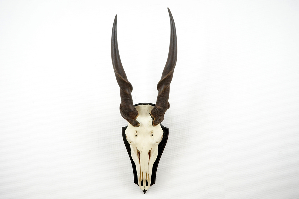 A horned skull of a common eland antelope, mounted on wood