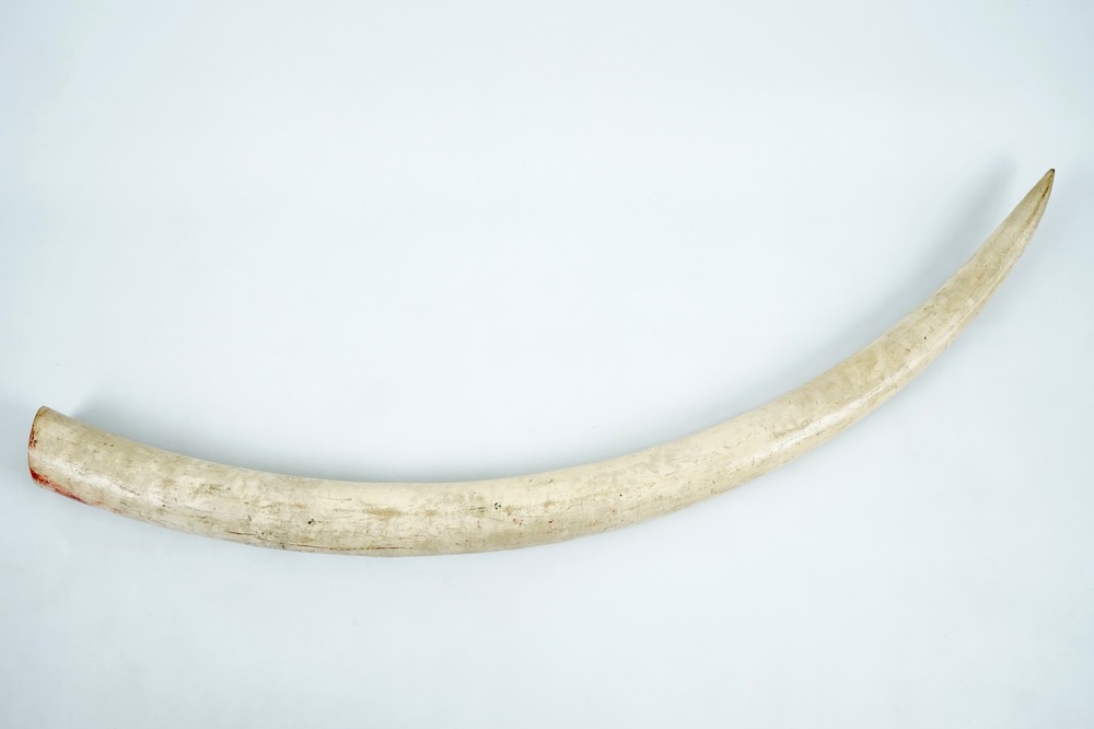 Een onbewerkte ivoren tand met CITES certificaat, 20e eeuw