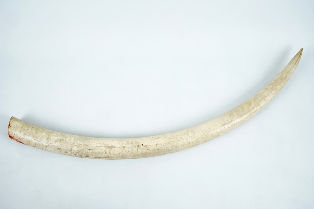 An unworked ivory tusk with CITES certificate, 20th C.