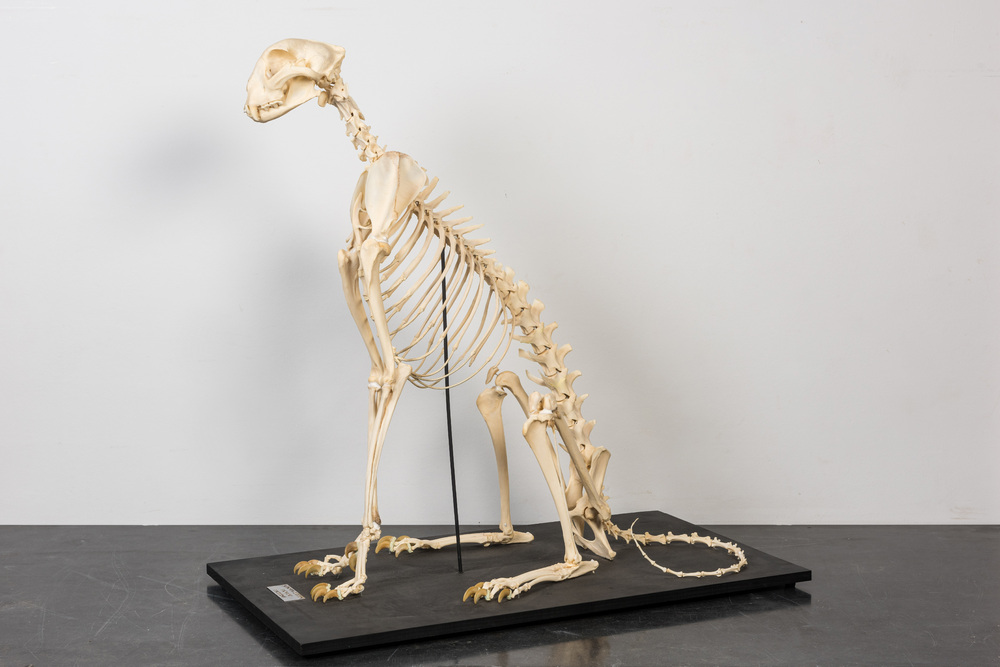 A mounted skeleton of a cheetah (Acinonyx jubatus)