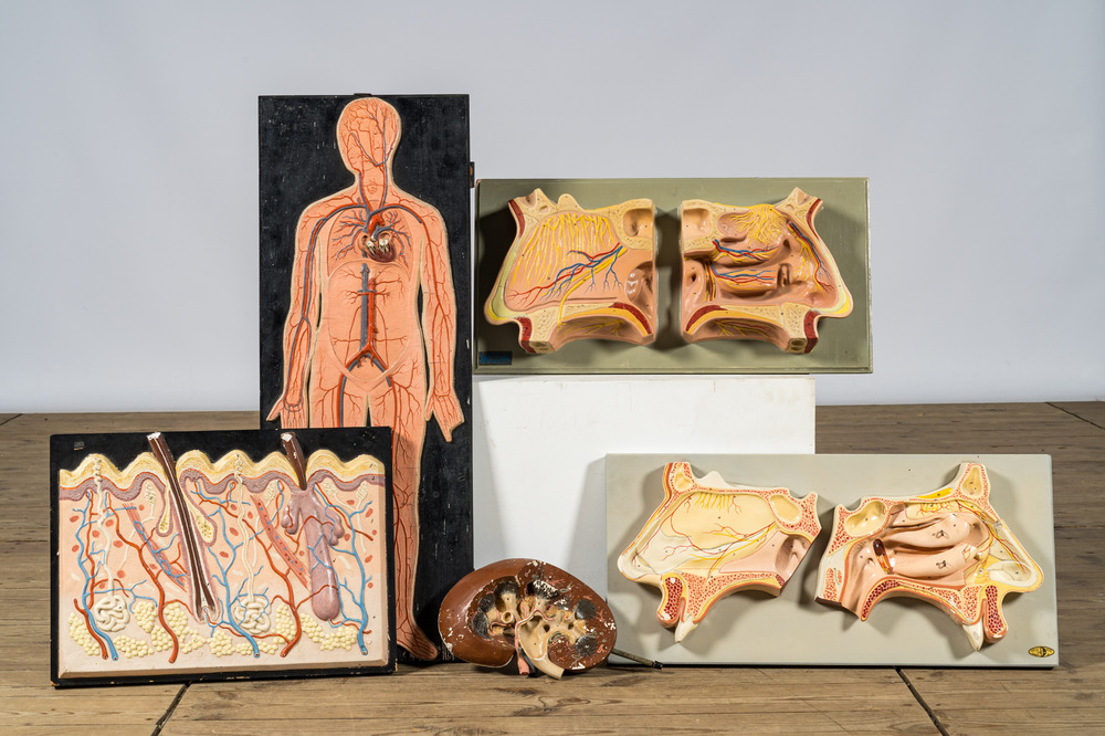 Een gevarieerde collectie anatomische modellen, 20e eeuw