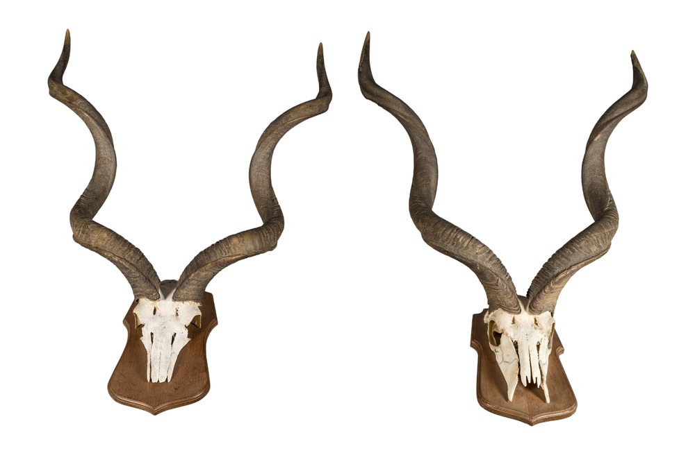 A pair of kudu hunting trophies, 20th C.