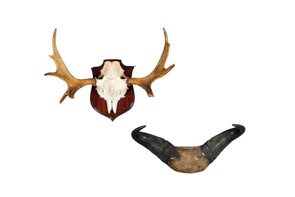 Two hunting trophies of a moose and a wildebeest, 20th C.