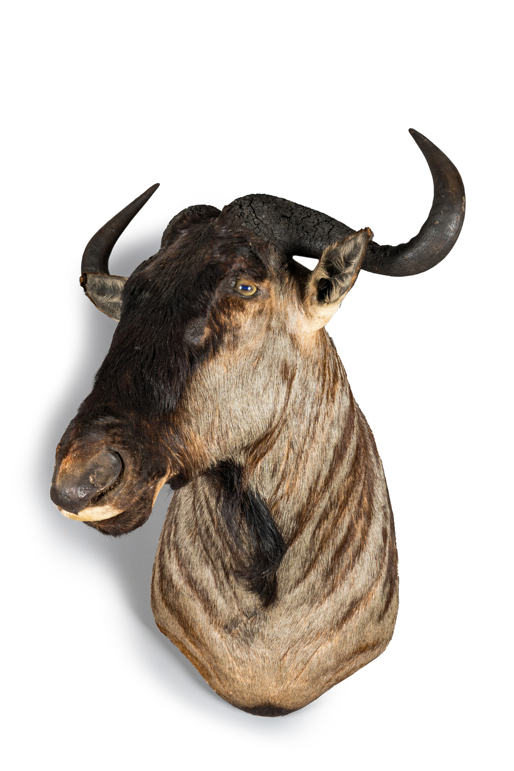 An imposing hunting trophy of a wildebeest or gnu, 20th C.
