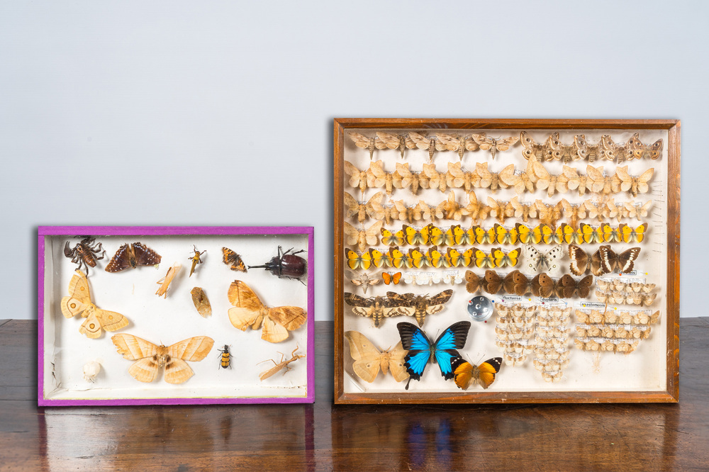 A collection of insects and butterflies mounted in wall display cases, 20th C.