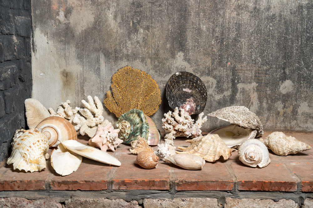 A beautiful collection of shells and sea finds, various origins