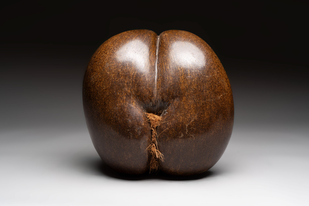 A coco de mer or sea coconut (Lodoicea maldivica), polished, Seychelles